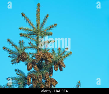 Ast eines Nadel-Baumes im Stadtpark auf dem Hintergrund des blauen Himmels Stockfoto