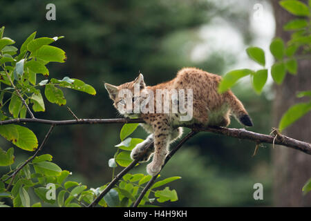 Eurasischer Luchs / Eurasischer Luchs (Lynx Lynx), niedliche kleine Cub, Kätzchen, ruht in einem Baum klettern, beobachten, sieht lustig. Stockfoto