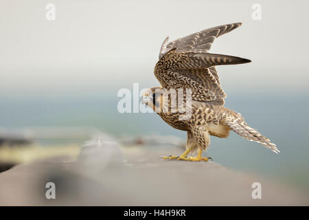 Eurasische Duck Hawk (Falco Peregrinus), junge Greifvogel am Rand eines Daches auf dem Dach eines Gebäudes, schlagen mit den Flügeln. Stockfoto