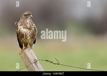 Gemeiner Bussard / Maeusebussard ( Buteo buteo ), auf einem Zaunpfosten für die Jagd, typische Situation, ganzer Körper, Frontansicht, Tierwelt, Europa. Stockfoto