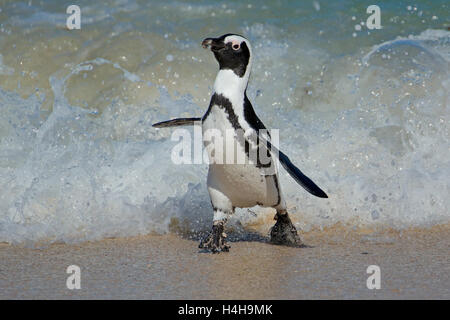 Eine afrikanische Pinguin (Spheniscus Demersus) laufen am Strand, Western Cape, Südafrika Stockfoto