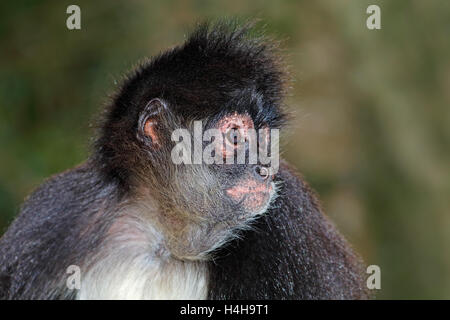 Porträt einer Klammeraffe (Ateles Geoffroyi) Stockfoto