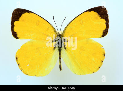 Drei-Punkt Rasen gelb (Eurema Blanda) Probe Stockfoto