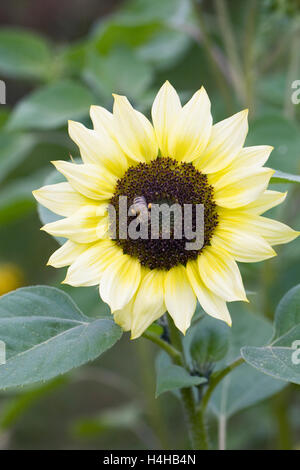 Honigbiene auf Helianthus Blume. Stockfoto