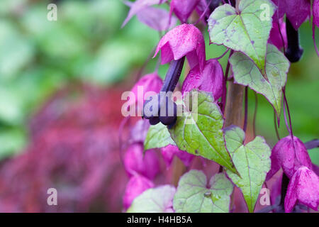 Rhodochiton Blumen. Stockfoto