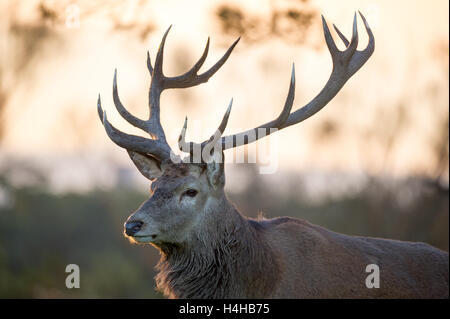 Red Deer Close up Portrait bei Tageslicht. Das Bild zeigt einen Hirsch in seiner Umgebung. Stockfoto
