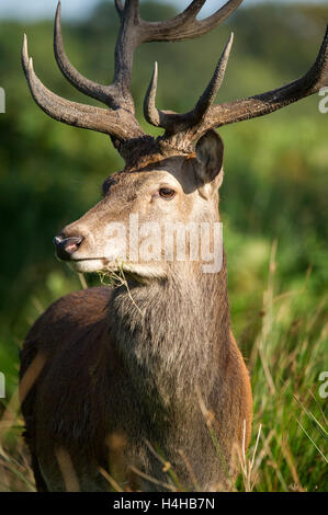 Red Deer Close up Portrait bei Tageslicht. Das Bild zeigt einen Hirsch in seiner Umgebung. Stockfoto