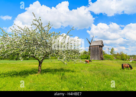Blühender Apfelbaum auf der grünen Wiese mit Kuh und Pferd Beweidung mit traditionellen hölzernen Windmühle im Hintergrund, Tokarnia Dorf, Stockfoto