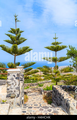 Schönen grünen Bäumen wachsen auf Küste von Santorin, Griechenland Stockfoto