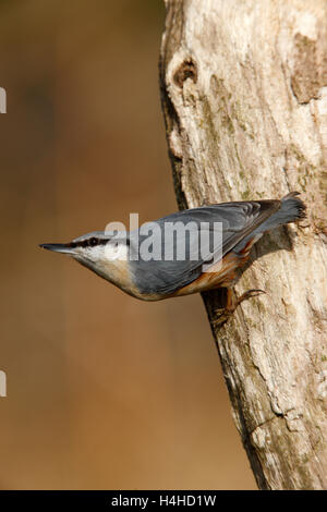 Eurasische Kleiber oder Holz Kleiber Sitta europaea Stockfoto