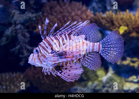 Unterwasser farbigen Rotfeuerfisch im Aquarium mit Korallen-Riff-Deko Stockfoto