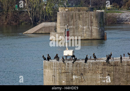 Kormoran auf den Pol der zerstörten Brücke, zwischen den Mahlzeiten Stockfoto