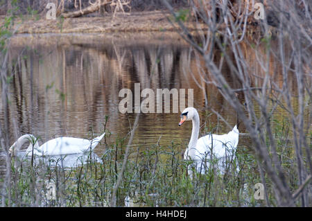 Ein paar der Schwäne schwimmen achtlos auf das Donauwasser und auf der Suche nach Nahrung Stockfoto