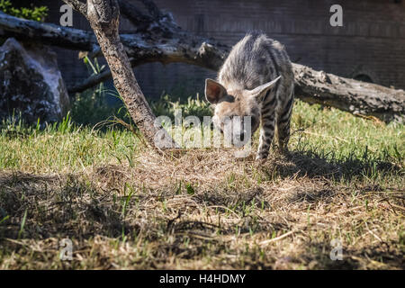 Fuß gestreiften Hyäne - zerbeissen zerbeissen Stockfoto