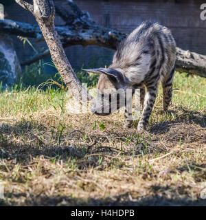 Gestreiften Hyäne - zerbeissen zerbeissen schnüffeln Stockfoto