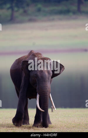 Eine indische Elefanten grasen am Ufer des Kabini am Nagarhole Nationalpark, Karnataka, Indien Stockfoto