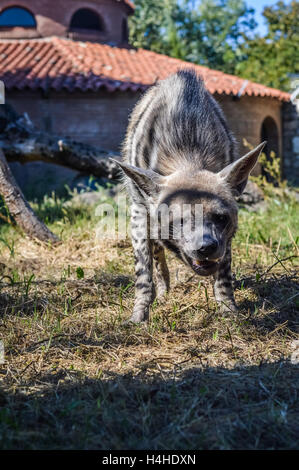 Lachende gestreiften Hyäne - zerbeissen zerbeissen Stockfoto