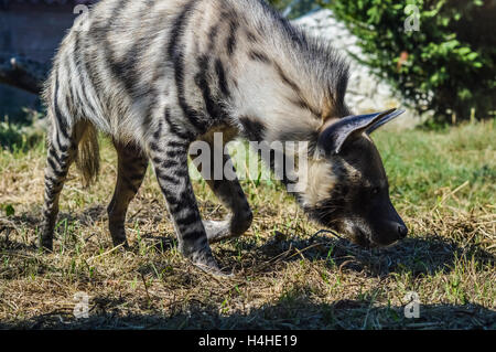 Gestreiften Hyäne nah oben - zerbeissen zerbeissen schnüffeln Stockfoto