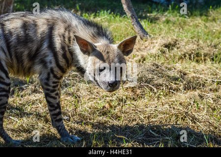 Starrte gestreiften Hyäne nah oben - zerbeissen zerbeissen Stockfoto