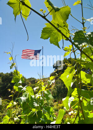 Stars And Stripes Flagge in California Weinberge mit Merlot verlässt im Vordergrund Kalifornien USA Stockfoto