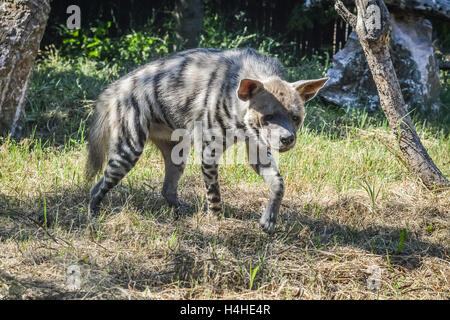 Fuß gestreiften Hyäne nah oben - zerbeissen zerbeissen Stockfoto