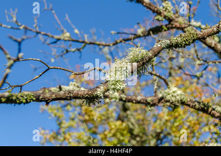 FORET DE STE BAUME, LICHEN, VAR 83 FRANKREICH Stockfoto