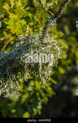 FORET DE STE BAUME, LICHEN, VAR 83 FRANKREICH Stockfoto