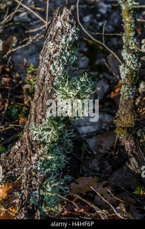 FORET DE STE BAUME, LICHEN, VAR 83 FRANKREICH Stockfoto