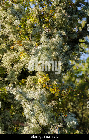 FORET DE STE BAUME, LICHEN, VAR 83 FRANKREICH Stockfoto