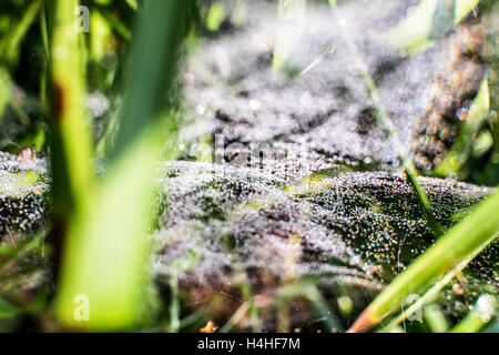 Tau auf Spinnweben in der Natur Stockfoto