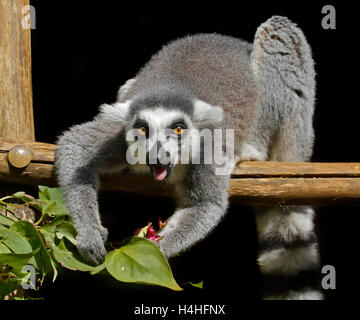 Katta (Lemur Catta) Verzehr von Beeren und Laub Stockfoto