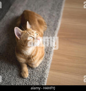 Ein Ingwer Katze, liegend auf einem grauen Boden Teppich wegsehen von Kamera Stockfoto