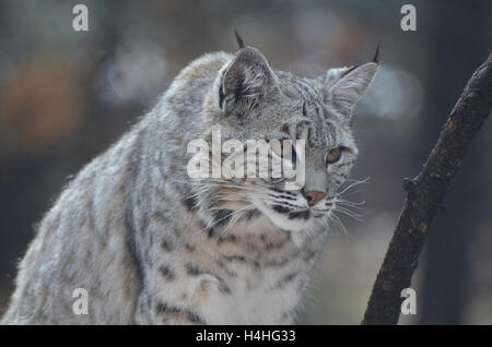 Wilde Kanada Luchs auf der Jagd nach Beute, er ist stalking und auf der Jagd. Stockfoto