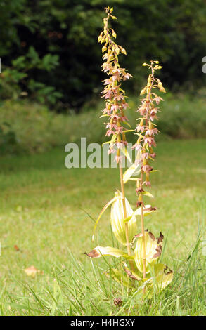 Breitblättrigen Helleborine (Epipactis Helleborine) Blumen. Bedgebury Wald, Kent, UK. Stockfoto