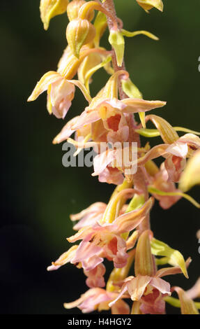 Breitblättrigen Helleborine (Epipactis Helleborine) Blumen. Bedgebury Wald, Kent, UK. Stockfoto