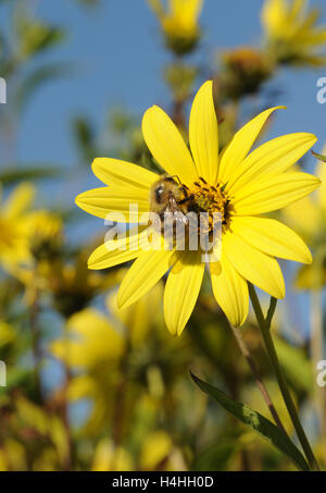 Eine Honigbiene (Apis Mellifera) Futter auf eine gelbe Blume. Henfield, Sussex, UK. Stockfoto