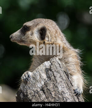 Suricate beobachten. Erdmännchen oder Suricate (Suricata Suricatta) ist eine kleine Carnivoran.  Erdmännchen leben in Kalahari, Namib in Namibi Stockfoto