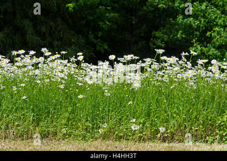 Schöne Gänseblümchen im Feld. Sommerblumen Stockfoto