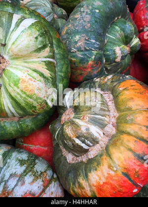 Erbstück Kürbisse Stockfoto