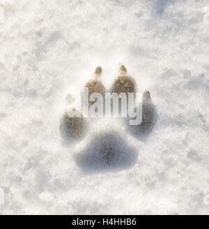 Einzelne Hund Pfote Print im Neuschnee. Stockfoto