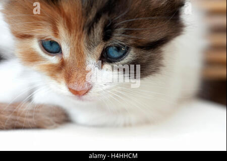 Nahaufnahme eines Calico Schutzimpfungbescheinigungen Gesichts Stockfoto