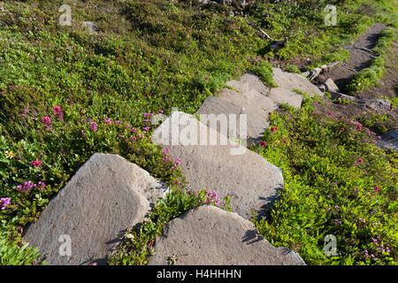 Mount Rainier Nationalpark, Washington: Stein Schritte in eine subalpine Wiese umgeben mit rosa Berg-Heidekraut und Magenta pai Stockfoto