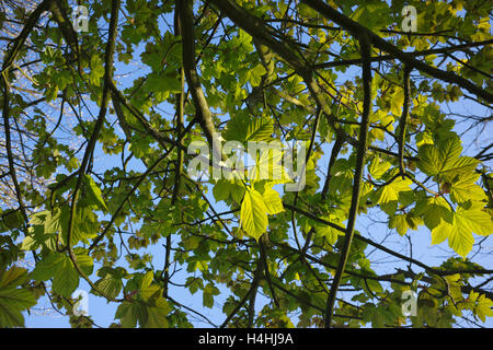 Frisch geschlüpfte Spitz-Ahorn Blätter vor blauem Himmel Stockfoto