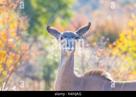 Niedliche elegante Kudu, die weiblichen Kopfes hautnah und Porträt. Wildlife Safari im Krüger Nationalpark, die wichtigsten Reiseziel in Stockfoto