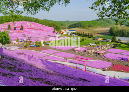 Hokkaido, Mai 22: Die schöne rosa Shiba Sakura am 22. Mai 2016 in Hokkaido, Japan Stockfoto