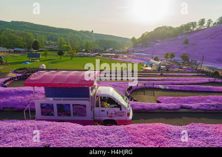 Hokkaido, Mai 22: Eingang des schönen rosa Shiba Sakura am 22. Mai 2016 in Hokkaido, Japan Stockfoto