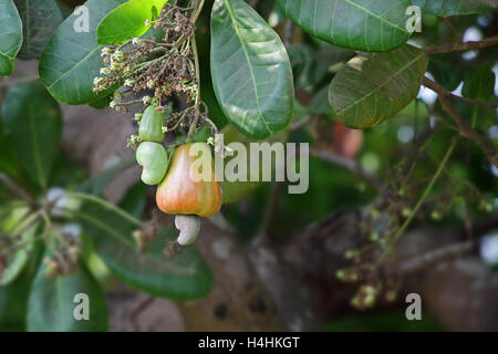 Reifung von Cashew-Nüssen, Anacardium Occidentale, von Goa, Indien. Cashew-Samen werden in Rezepten verwendet. Stockfoto