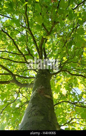 Platanus × Acerifolia, Ahornblättrige Platane, zeigt Rinde Textur & Baldachin. Stockfoto