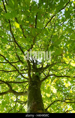 Platanus × Acerifolia, Ahornblättrige Platane Rinde Textur & Conopy zeigen. Stockfoto