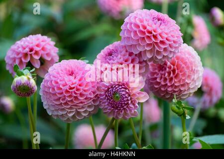 "Hamari Rose", Miniatur-Ball-Dahlie. Stockfoto